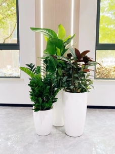 鄞州花木租摆，开启精致植物租赁的美妙之旅！