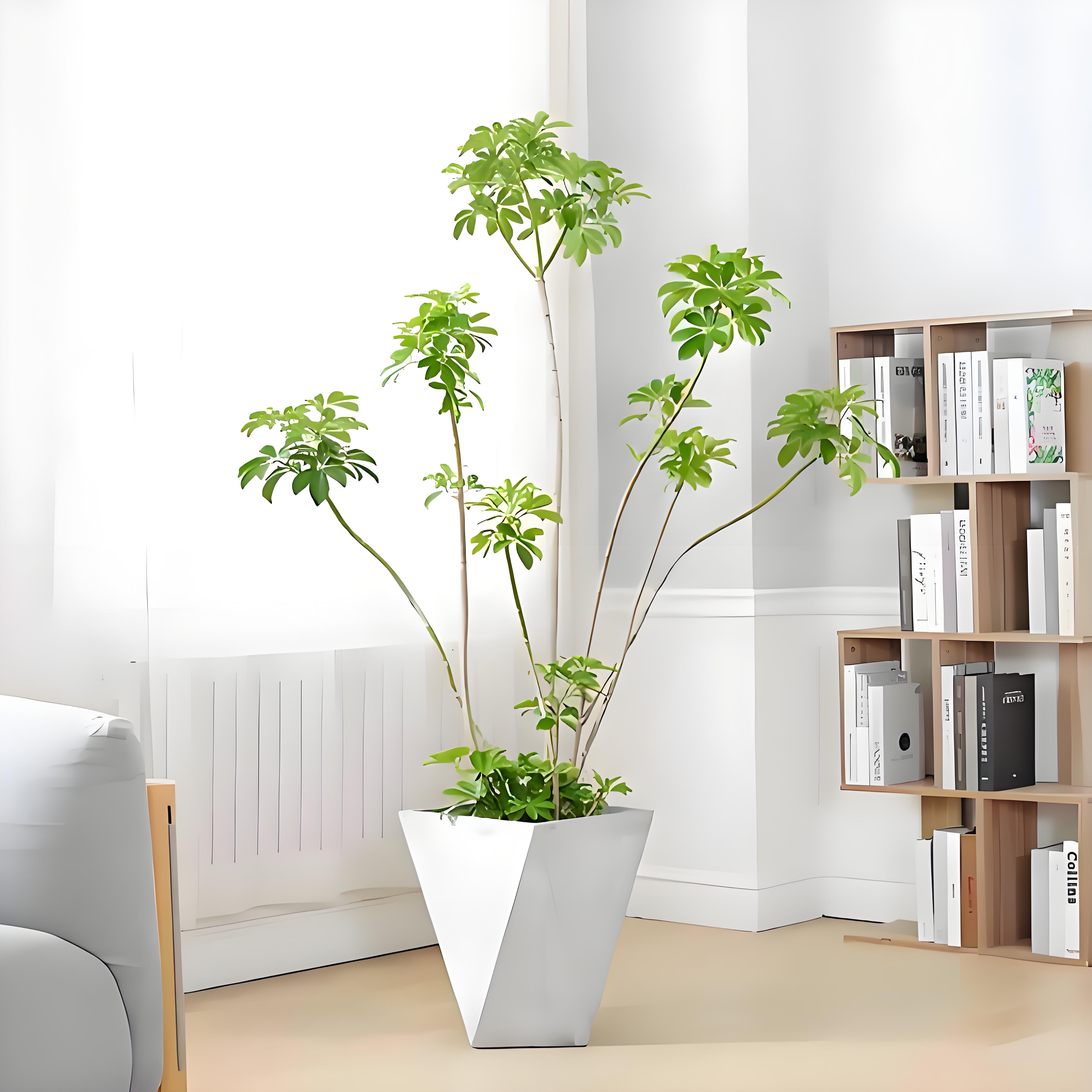 找宁波杭州湾绿植出租公司，开启绿色之旅